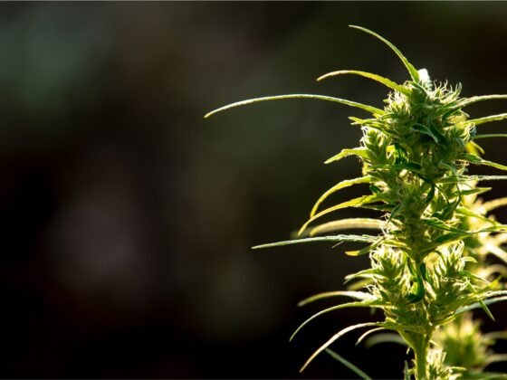 What makes Nurse Jane Products better?