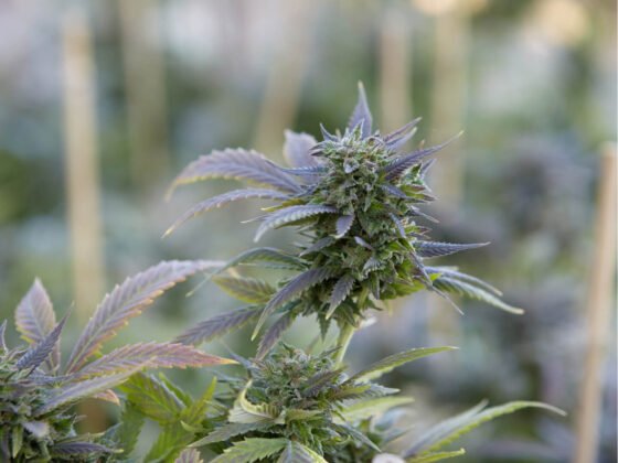 Will Cannabis Products Trigger a Positive Drug Test?